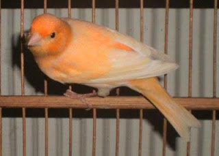 burung kenari4